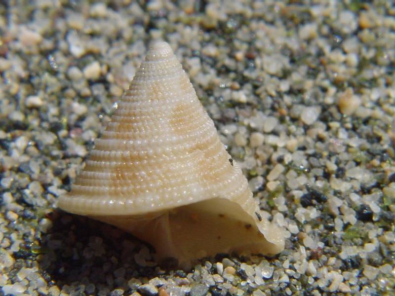 Clelandella miliaris